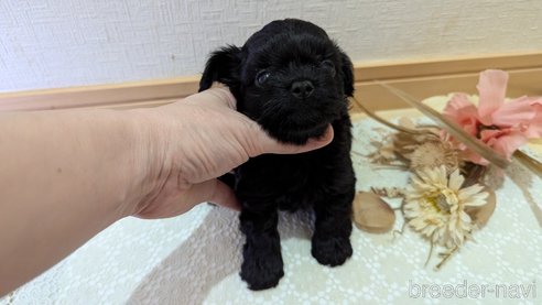 成約済の広島県のチワプー:チワワ×トイプードル-341840の15枚目