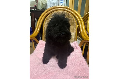 成約済の兵庫県のトイプードル-344760の4枚目