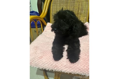 成約済の兵庫県のトイプードル-344760の6枚目