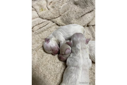 成約済の栃木県のマルプー:マルチーズ×トイプードル-344599の13枚目