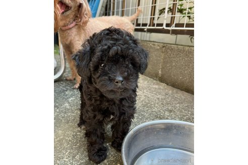 成約済の神奈川県のトイプードル-343182の11枚目