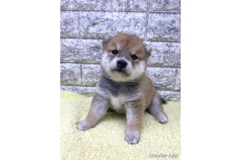 成約済の茨城県の豆柴-345032の3枚目