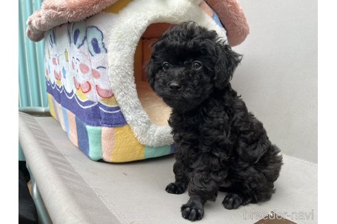 成約済の神奈川県のトイプードル-343182の6枚目