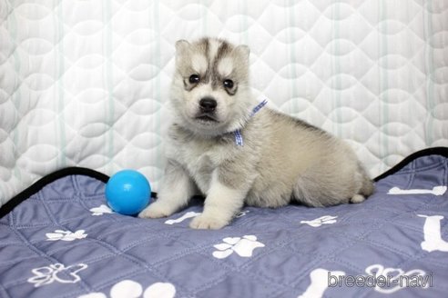 成約済の栃木県のシベリアンハスキー-345055の4枚目
