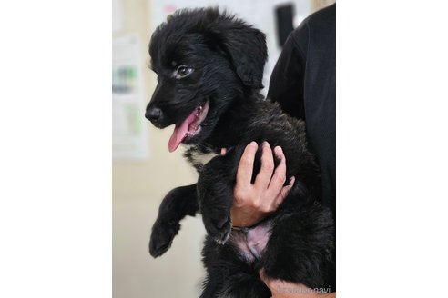 成約済の長野県のミックス犬-335879の8枚目