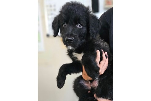成約済の長野県のミックス犬-335879の7枚目