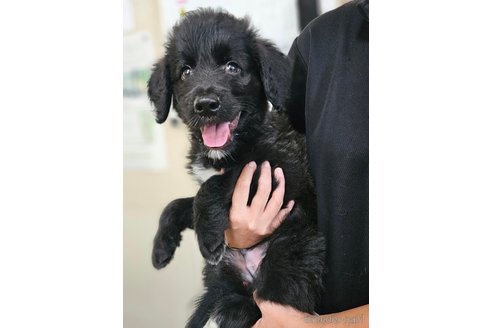 成約済の長野県のミックス犬-335879の4枚目