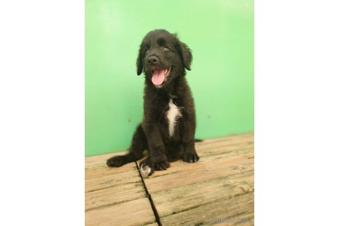 成約済の長野県のミックス犬-335879の3枚目