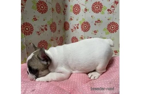成約済の愛知県のフレンチブルドッグ-345093の6枚目