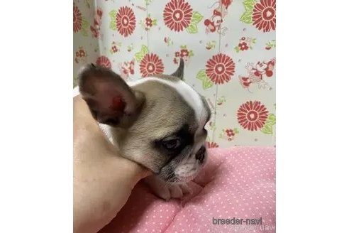 成約済の愛知県のフレンチブルドッグ-345093の4枚目