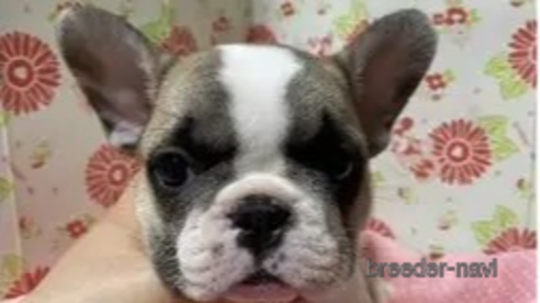 成約済の愛知県のフレンチブルドッグ-345093の1枚目