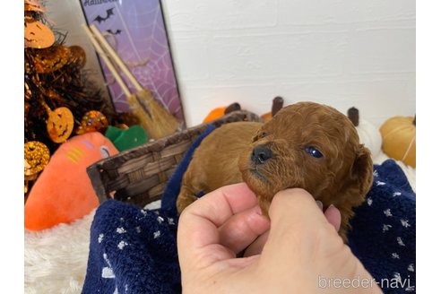成約済の岐阜県のトイプードル-345114の18枚目