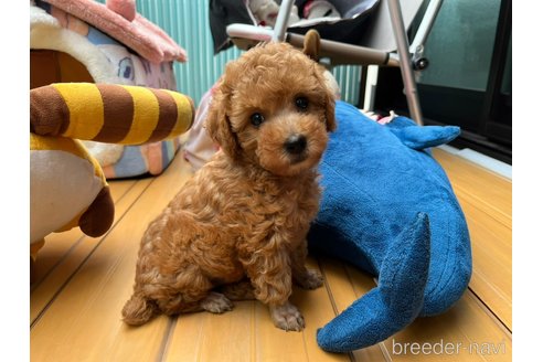 成約済の神奈川県のトイプードル-345134の12枚目