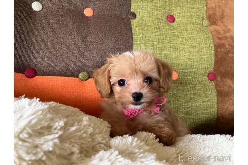 成約済の福岡県のマルプー:マルチーズ×トイプードル-345133の12枚目