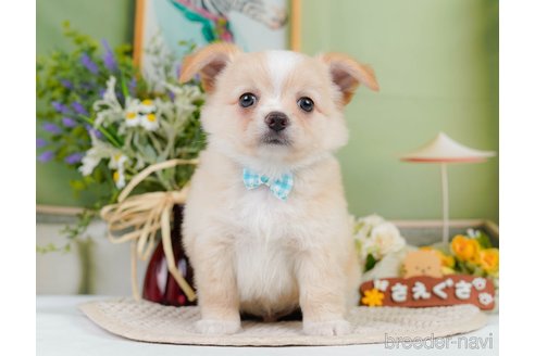 成約済の神奈川県のチワワ(ロングコート)-345135の12枚目