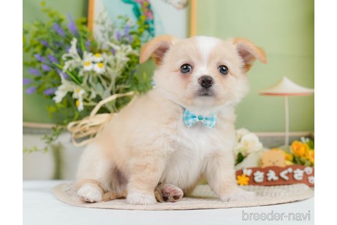 成約済の神奈川県のチワワ(ロングコート)-345135の6枚目