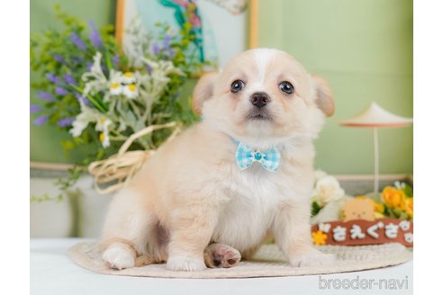 成約済の神奈川県のチワワ(ロングコート)-345135の7枚目