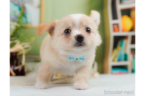 成約済の神奈川県のチワワ(ロングコート)-345135の8枚目