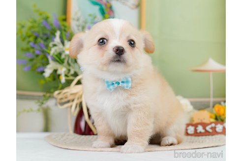 成約済の神奈川県のチワワ(ロングコート)-345135の9枚目