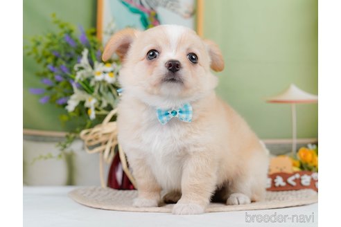 成約済の神奈川県のチワワ(ロングコート)-345135の10枚目