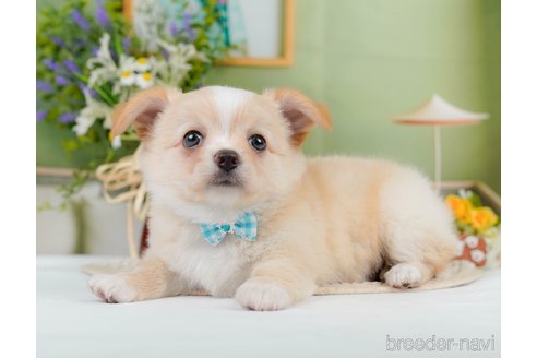 成約済の神奈川県のチワワ(ロングコート)-345135の11枚目