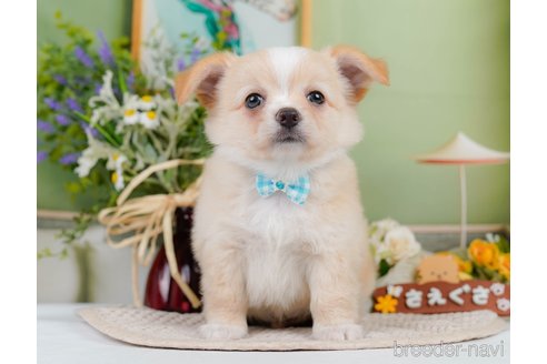 成約済の神奈川県のチワワ(ロングコート)-345135の3枚目