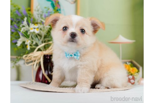 成約済の神奈川県のチワワ(ロングコート)-345135の4枚目