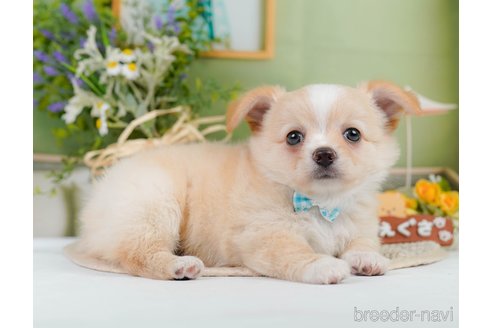 成約済の神奈川県のチワワ(ロングコート)-345135