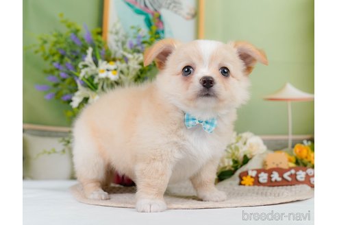 成約済の神奈川県のチワワ(ロングコート)-345135の5枚目