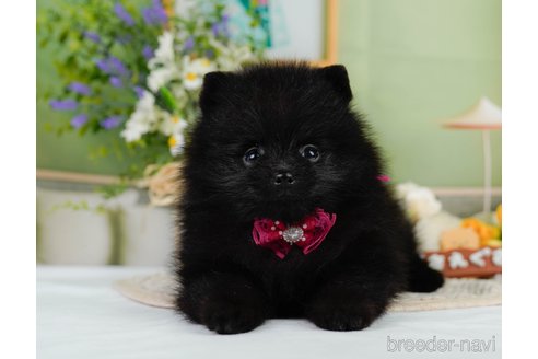 成約済の神奈川県のポメラニアン-345142の12枚目