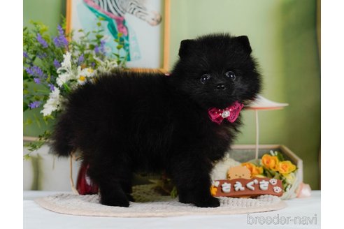 成約済の神奈川県のポメラニアン-345142の6枚目