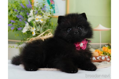 成約済の神奈川県のポメラニアン-345142の8枚目