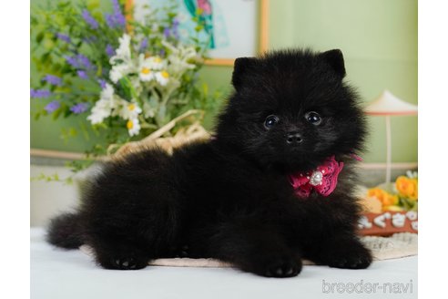 成約済の神奈川県のポメラニアン-345142の9枚目