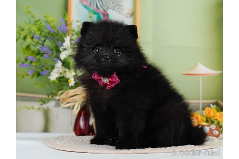 成約済の神奈川県のポメラニアン-345142の10枚目