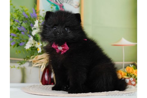 成約済の神奈川県のポメラニアン-345142の11枚目