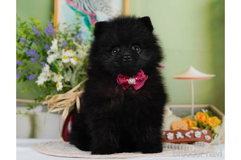 成約済の神奈川県のポメラニアン-345142