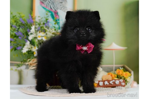 成約済の神奈川県のポメラニアン-345142の4枚目