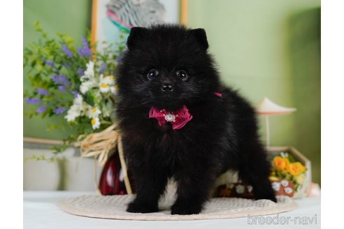 成約済の神奈川県のポメラニアン-345142の5枚目