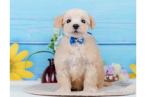 成約済の神奈川県のマルプー:マルチーズ×トイプードル-345151の9枚目