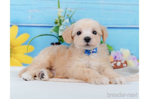 成約済の神奈川県のマルプー:マルチーズ×トイプードル-345151の10枚目