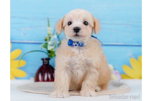 成約済の神奈川県のマルプー:マルチーズ×トイプードル-345151の11枚目