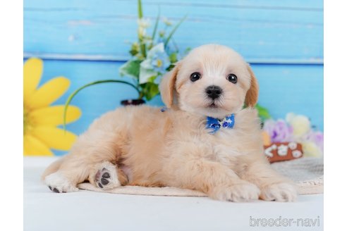 成約済の神奈川県のマルプー:マルチーズ×トイプードル-345151の12枚目