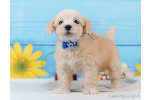 成約済の神奈川県のマルプー:マルチーズ×トイプードル-345151の13枚目