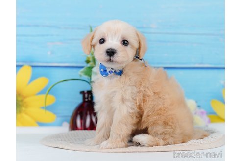 成約済の神奈川県のマルプー:マルチーズ×トイプードル-345151の14枚目