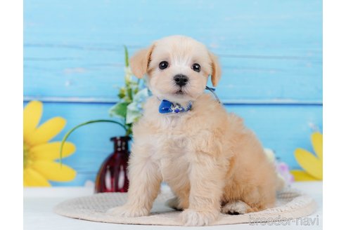 成約済の神奈川県のマルプー:マルチーズ×トイプードル-345151の4枚目