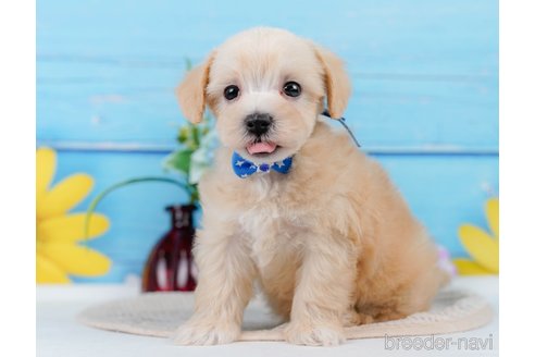 成約済の神奈川県のマルプー:マルチーズ×トイプードル-345151の5枚目