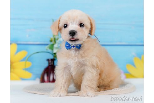 成約済の神奈川県のマルプー:マルチーズ×トイプードル-345151の6枚目