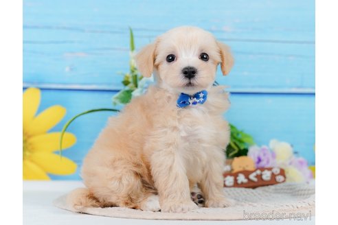 成約済の神奈川県のマルプー:マルチーズ×トイプードル-345151の1枚目