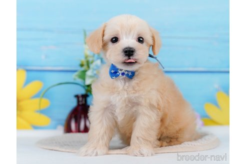 成約済の神奈川県のマルプー:マルチーズ×トイプードル-345151の7枚目