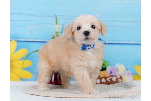 成約済の神奈川県のマルプー:マルチーズ×トイプードル-345151の8枚目